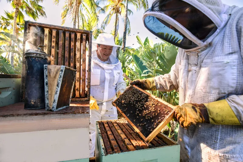 Hive Meets Paradise: Why American Beekeepers Are Chasing Tropical Blooms for the World's Most Unusual Honeys