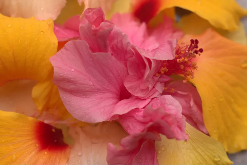 Fresh Petals vs. Frozen Blooms: What Actually Happens to Tropical Flowers in Cold Storage