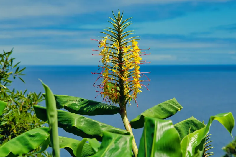 Beyond the Root: Why Ginger Flowers and Turmeric Blossoms Are the Superfood Upgrade Nobody Saw Coming
