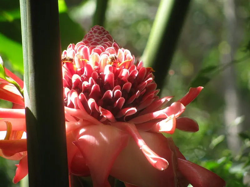 From Blossom to Jar: How Tropical Flower Honeys Are Stealing the Sweetener Spotlight